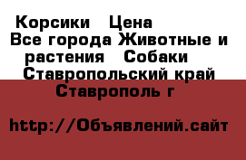 Корсики › Цена ­ 15 000 - Все города Животные и растения » Собаки   . Ставропольский край,Ставрополь г.